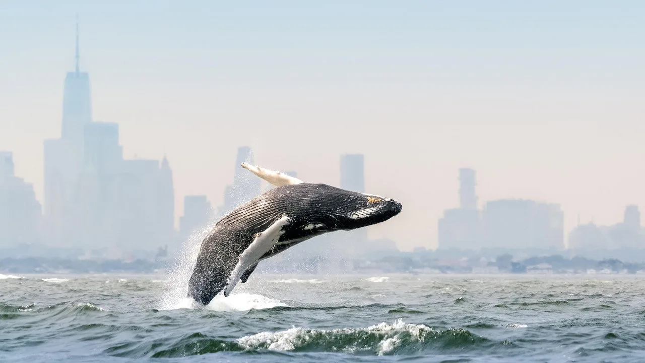 Imagem de Blue Planet III — Blue Planet III mantém imperfeições para evitar IA
