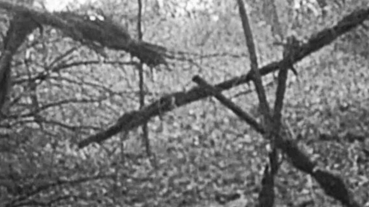 Imagem de The Blair Witch Project — Blair Witch 2027: data de lançamento e a nova estratégia da Lionsgate