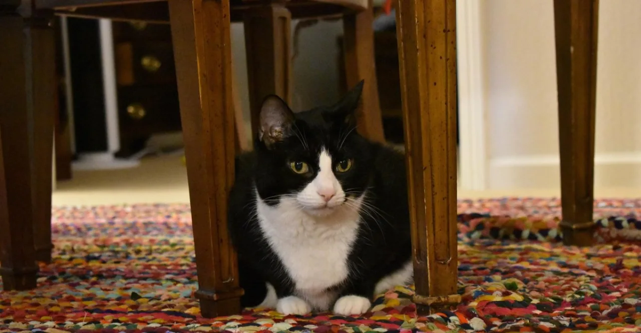 Imagem ilustrativa: Gato pianista vira sensação: o que o vídeo viral revela sobre pets geek
