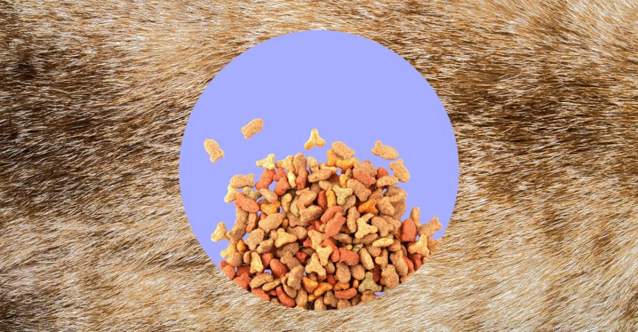 Imagem ilustrativa: Alimentador automático salva rotina: como alimentar gatos briguentos sem perder a cabeça